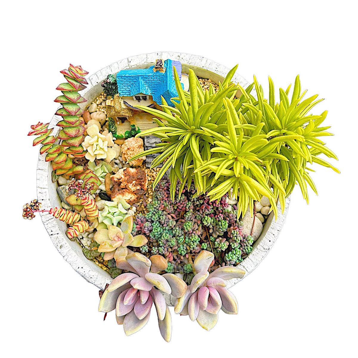 Amethyst Hill Limestone Succulents