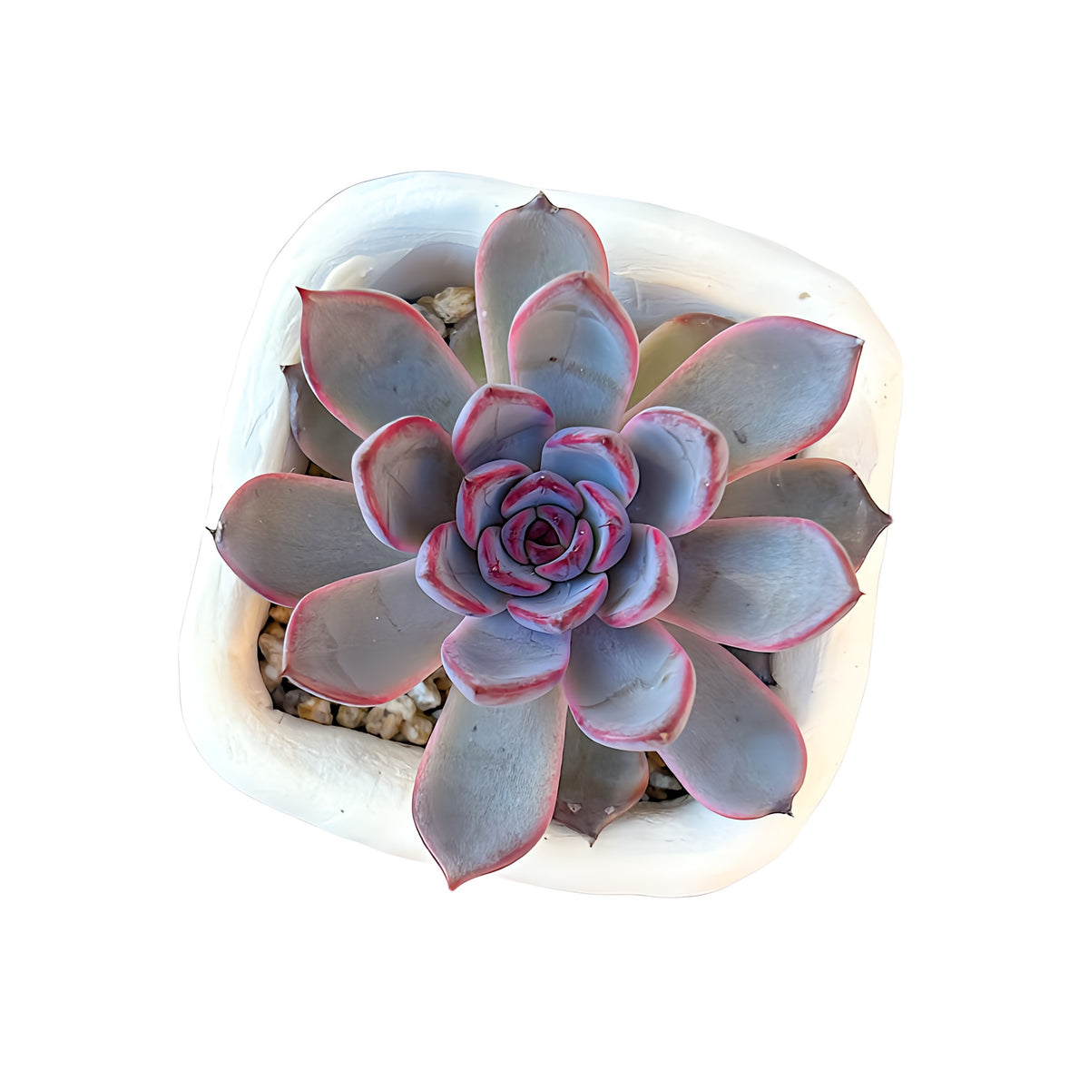 Echeveria Black Rose Limestone Succulents