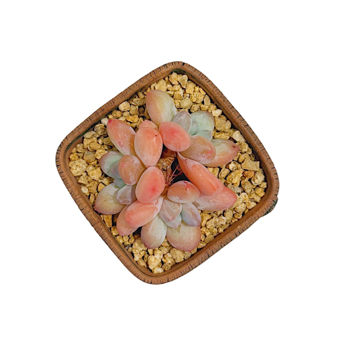 succulent perfume Echeveria 'Perfume' – Limestone Succulents
