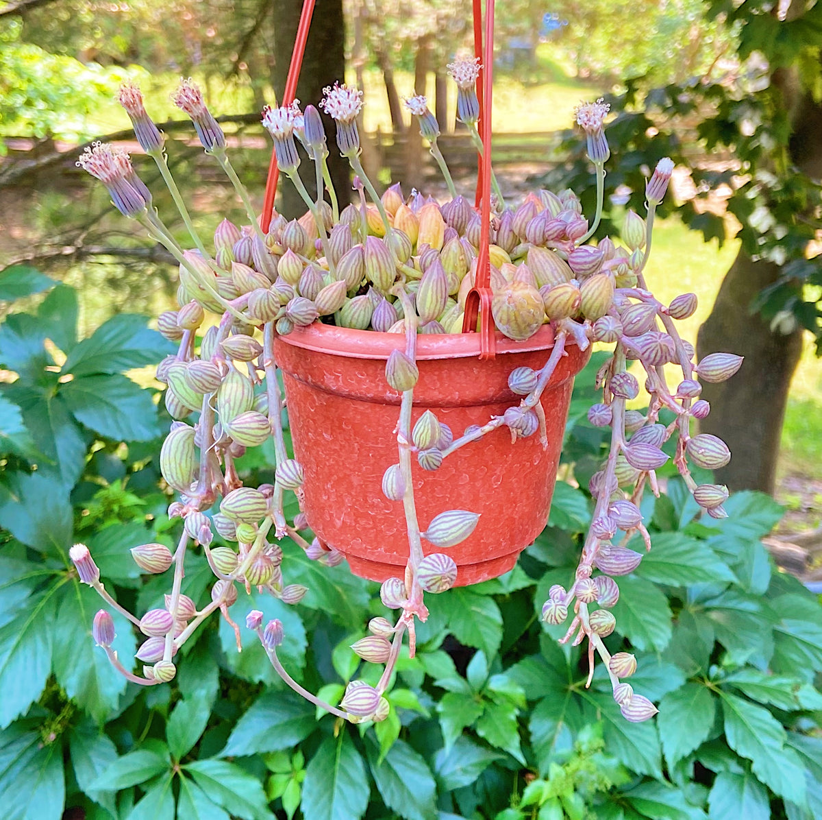 String of Watermelon
