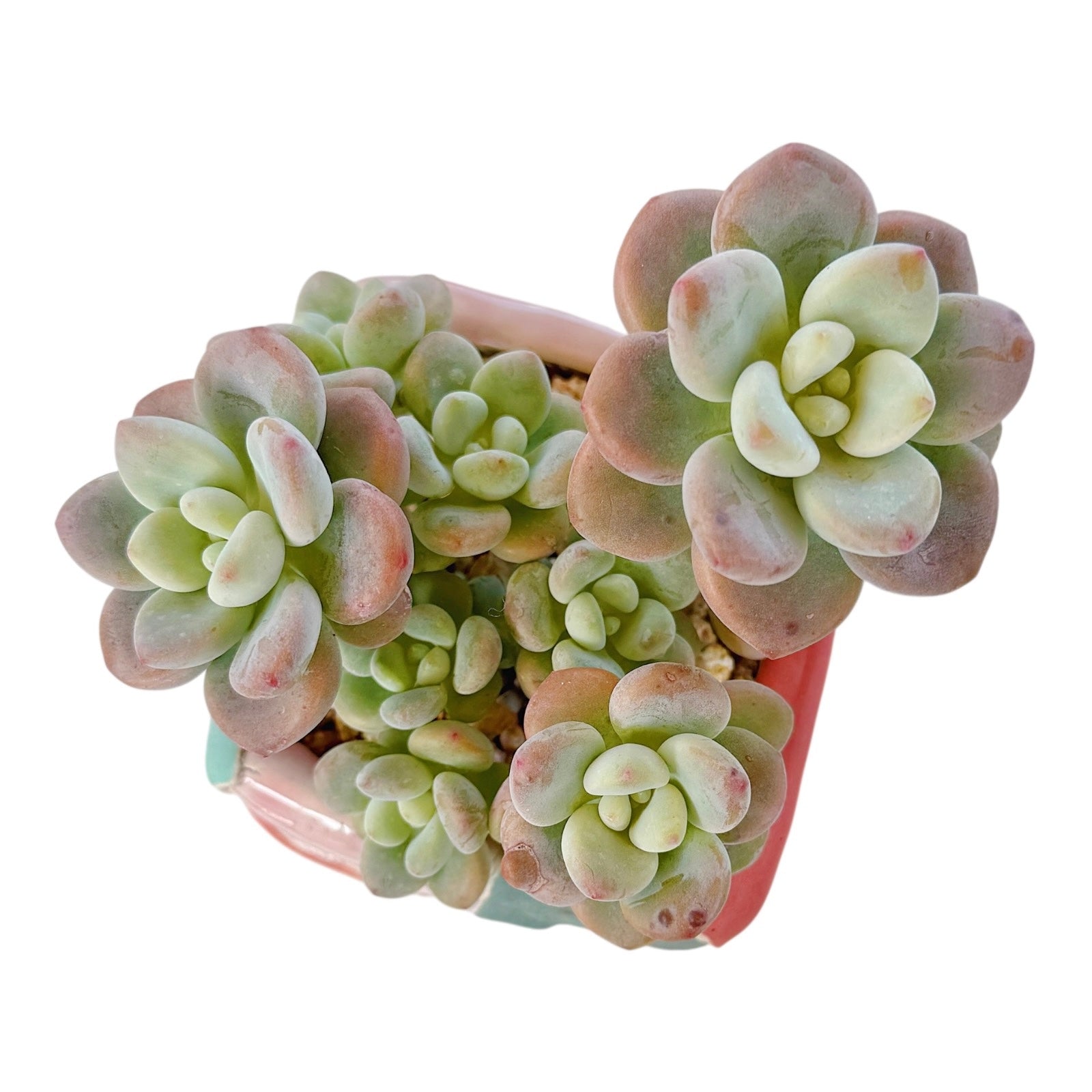 Graptosedum 'miul'