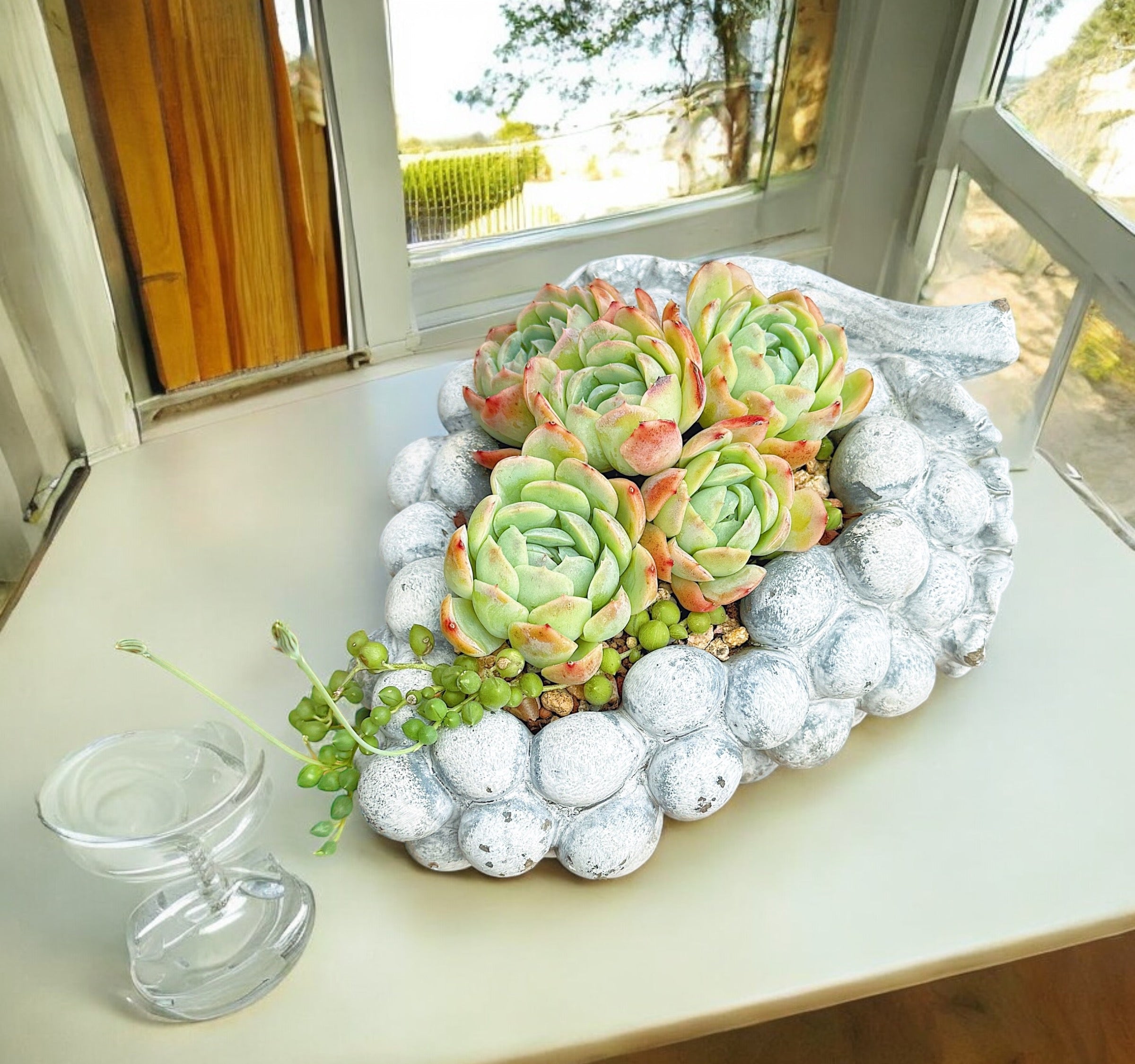 Grape Delight Succulent Duo