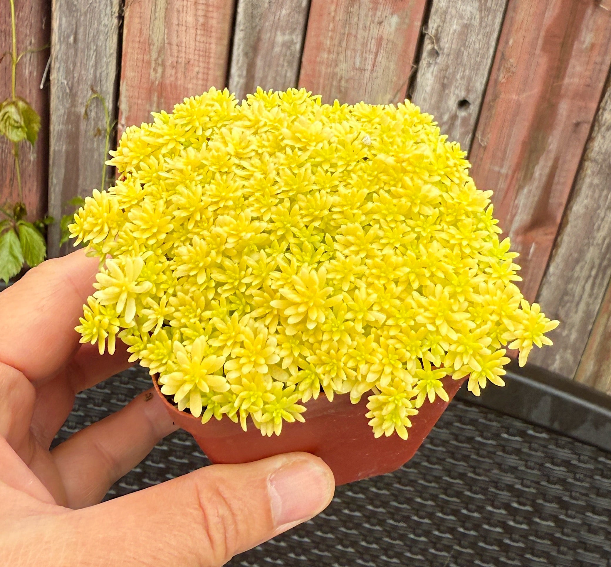 Golden Sedum