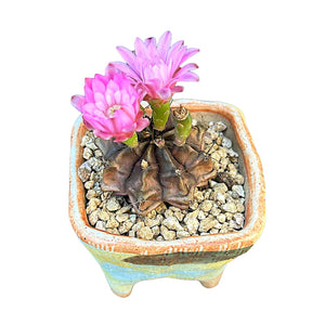 Gymnocalycium mihanovichii (variegated)