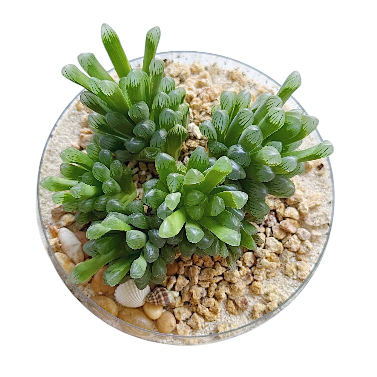 Haworthia Cooperi var. Truncata