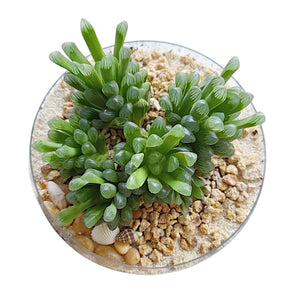 Haworthia Cooperi var. Truncata