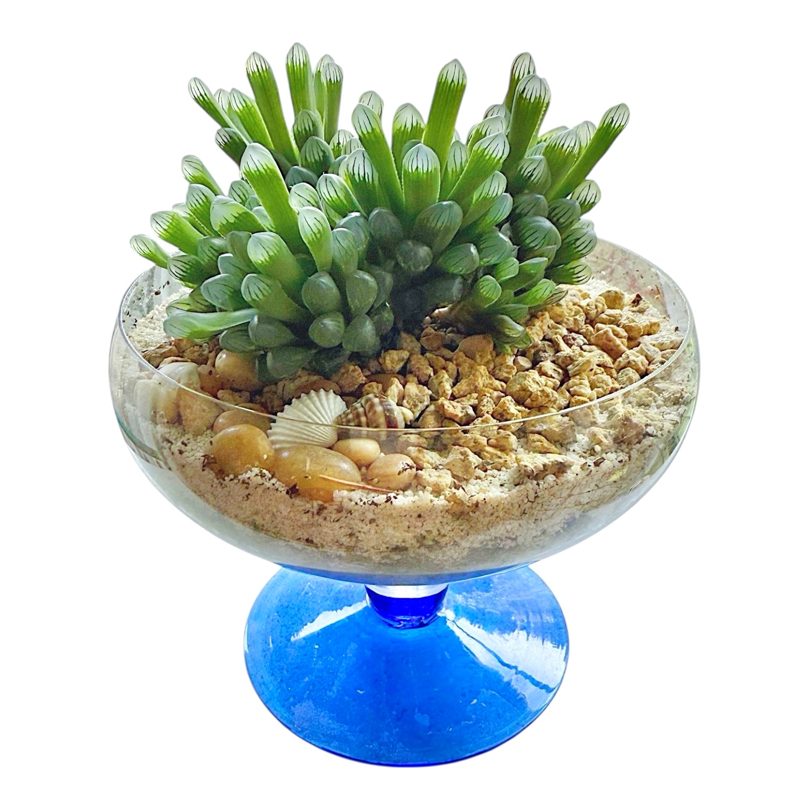 Haworthia Cooperi var. Truncata