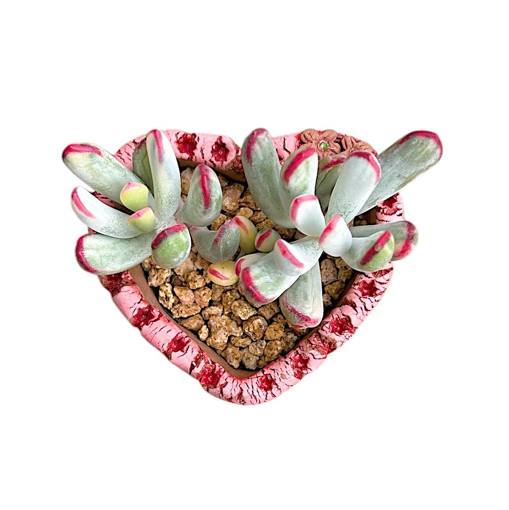 Cotyledon Orbiculata cv. Long Leaf (Variegated)