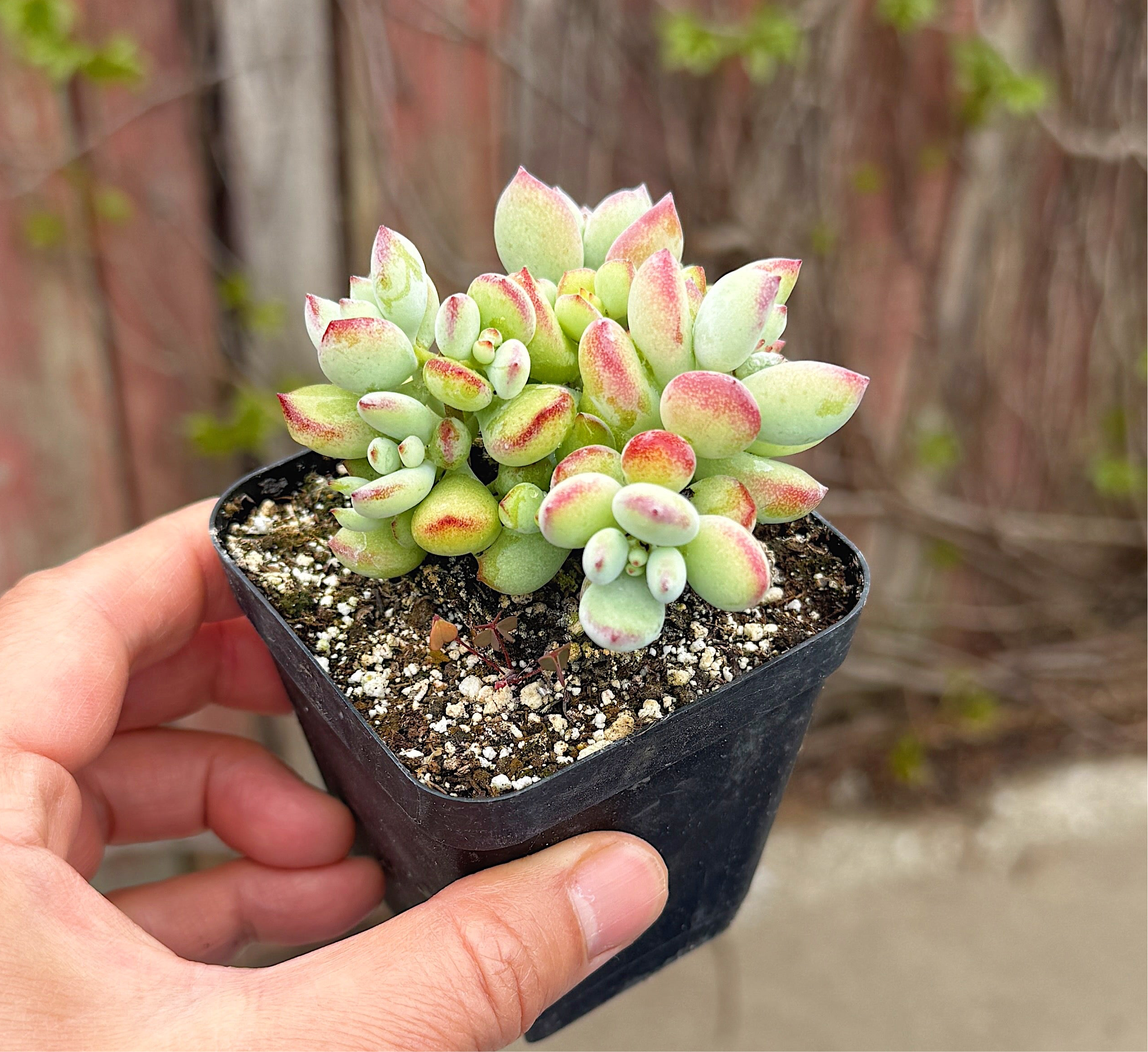 Cliff Cotyledon