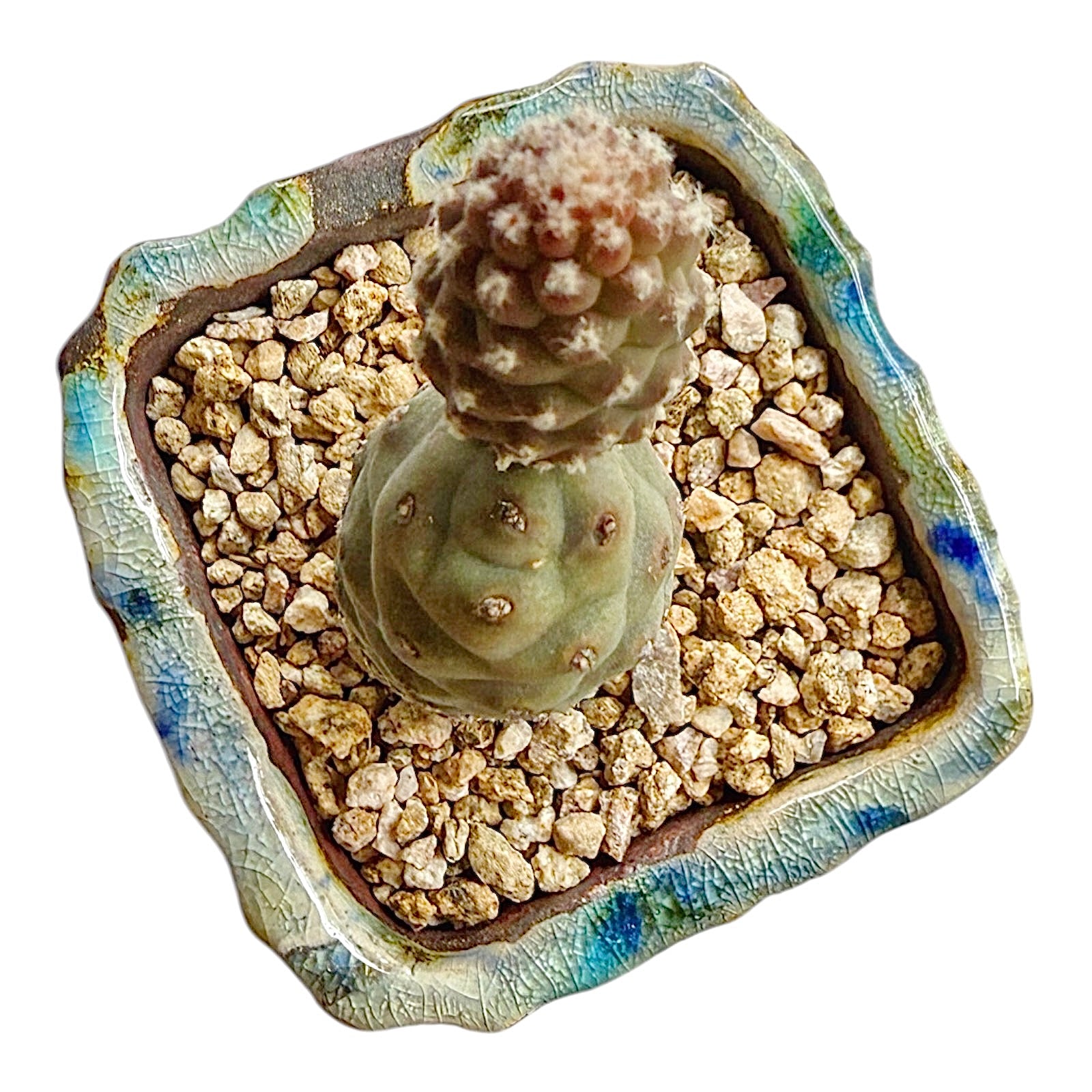 Pinecone Cactus