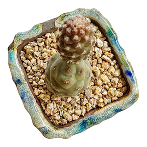 Pinecone Cactus