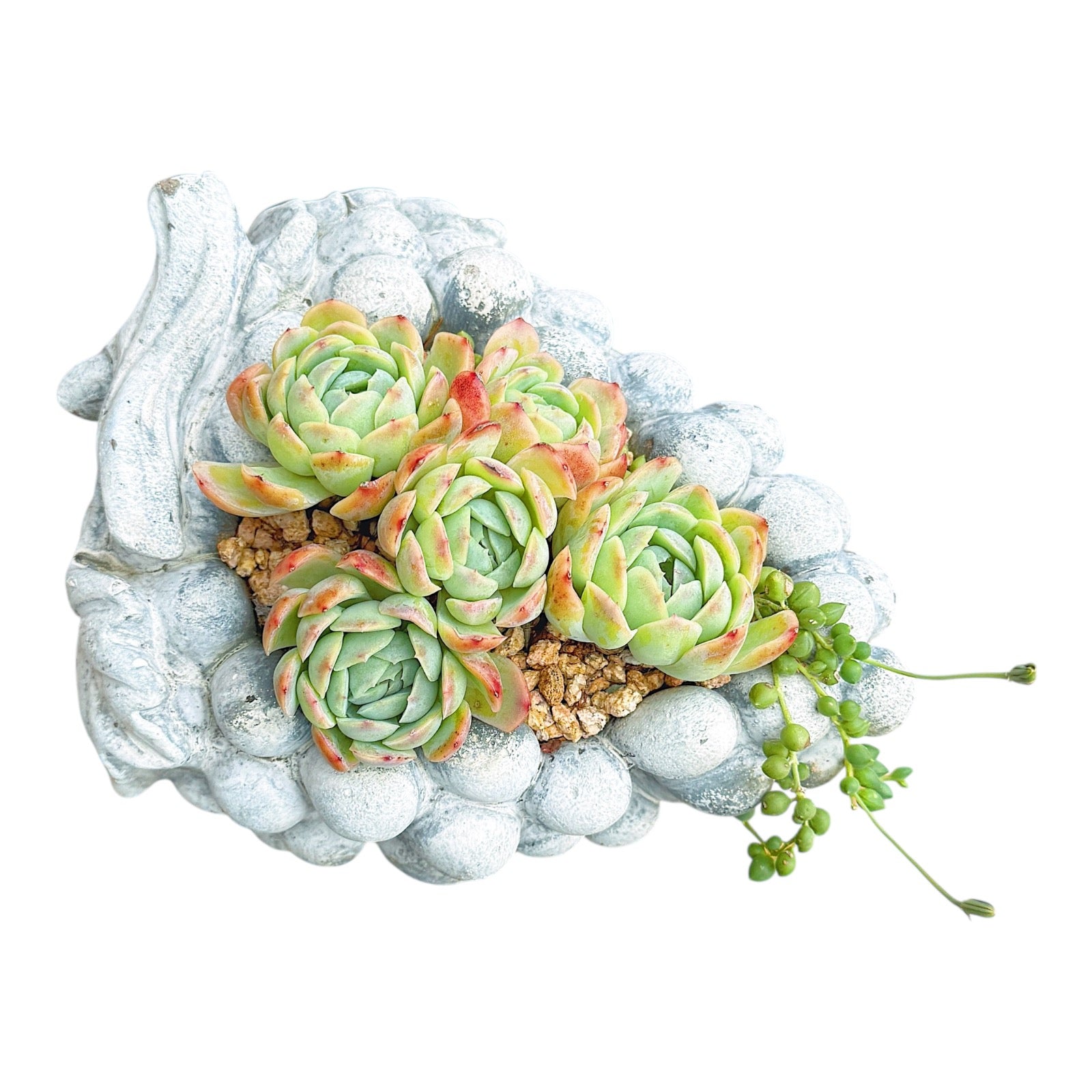 Grape Delight Succulent Duo