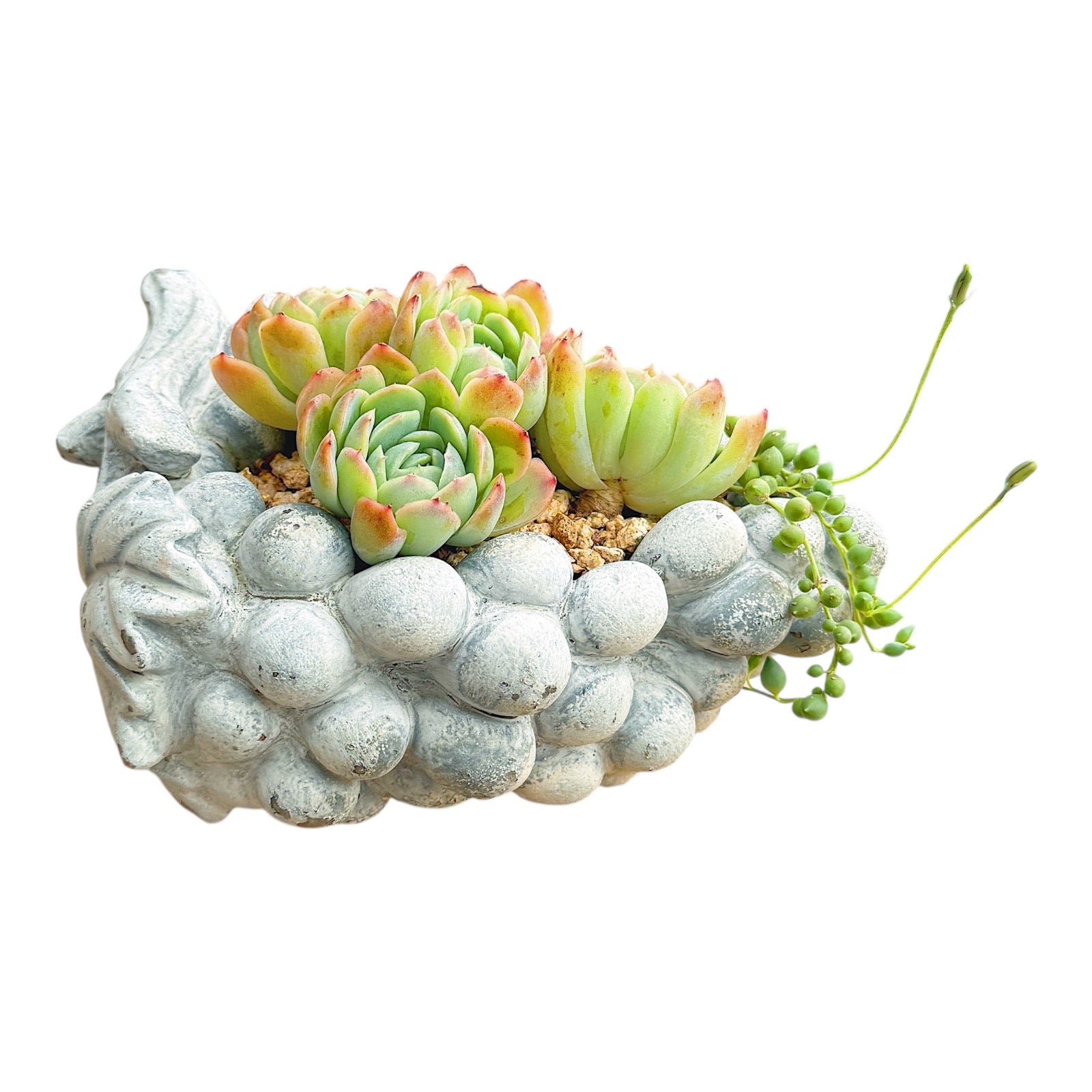Grape Delight Succulent Duo