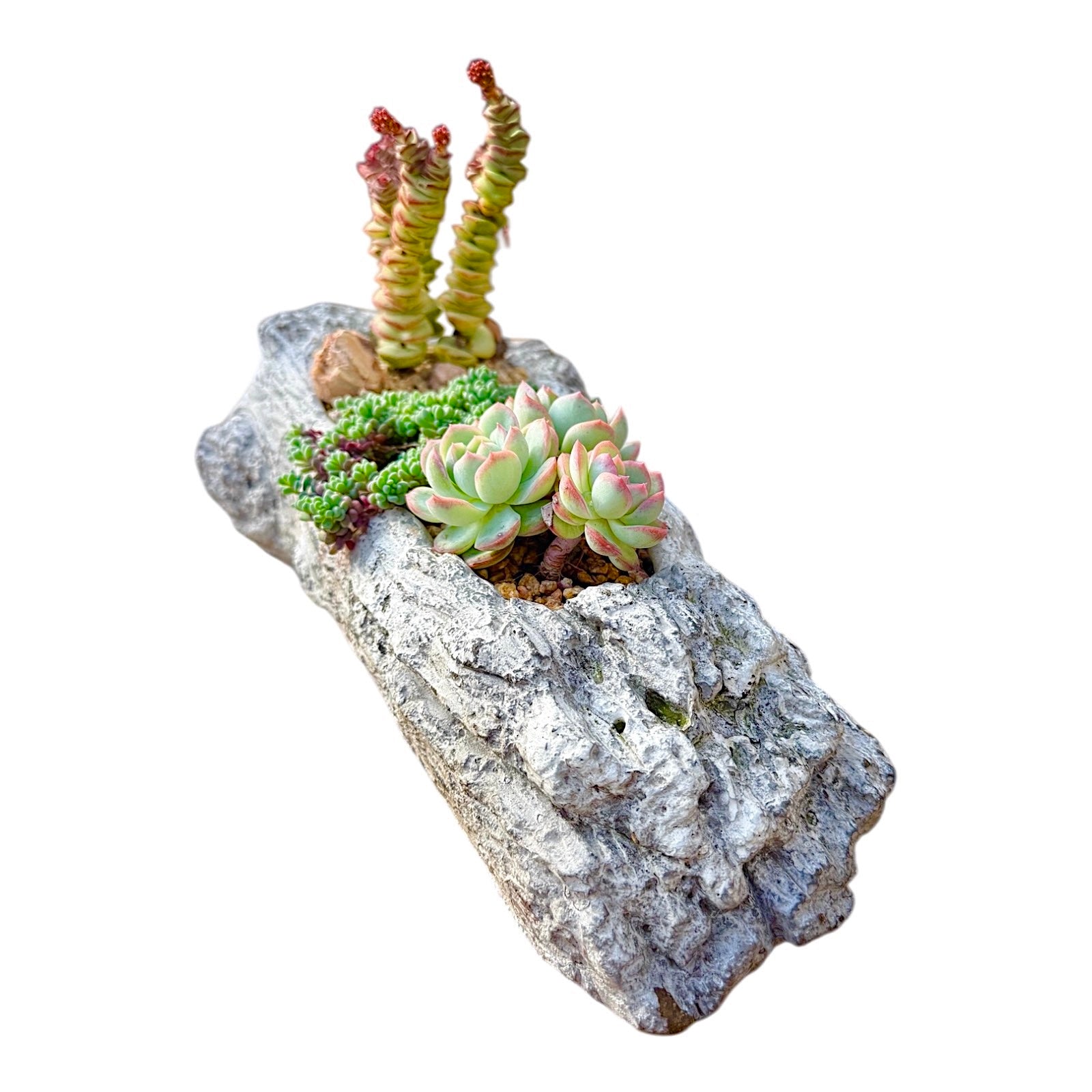 Driftwood Succulent Haven