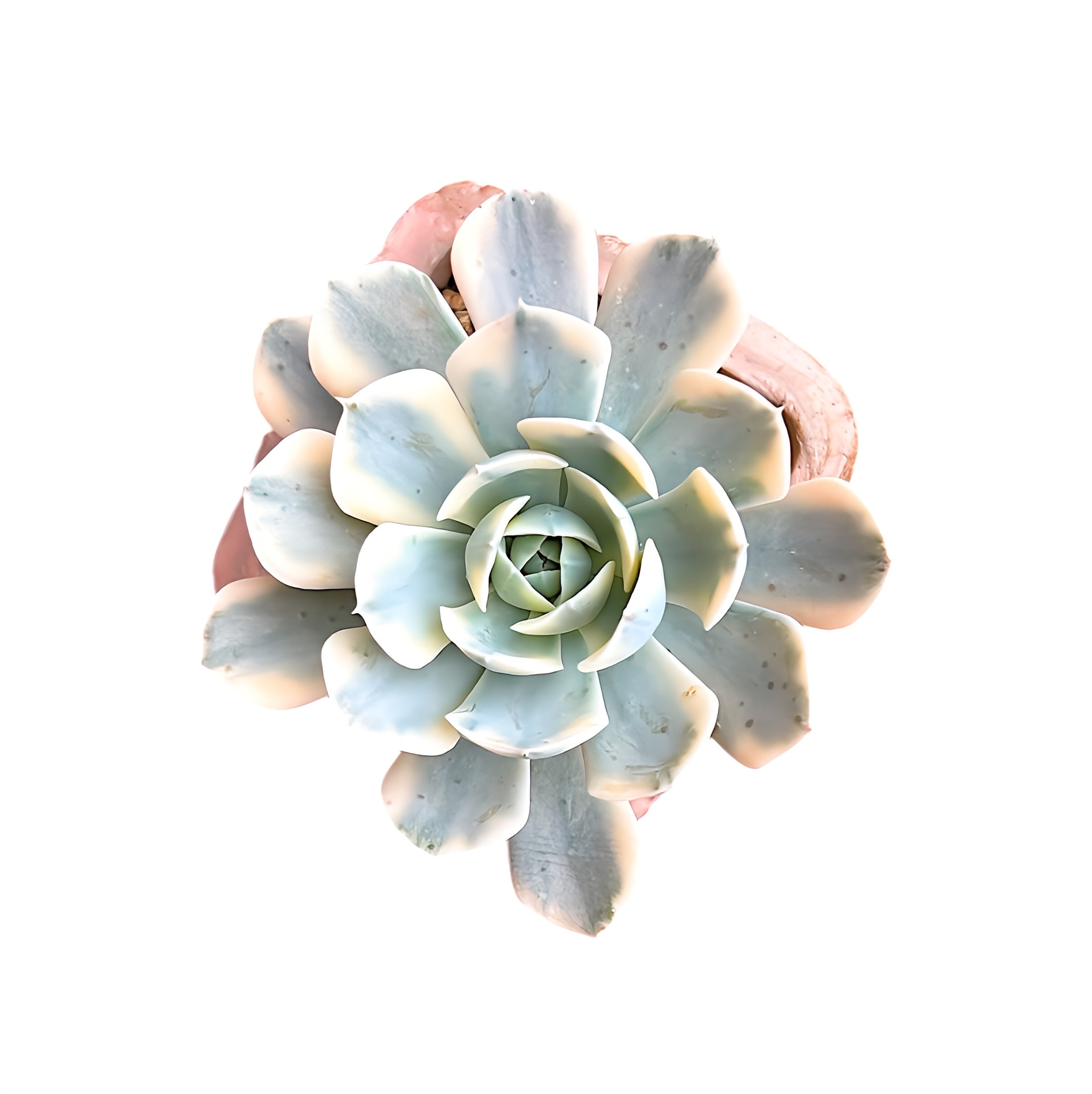 Echeveria runyonii variegata ‘Akaihosi’