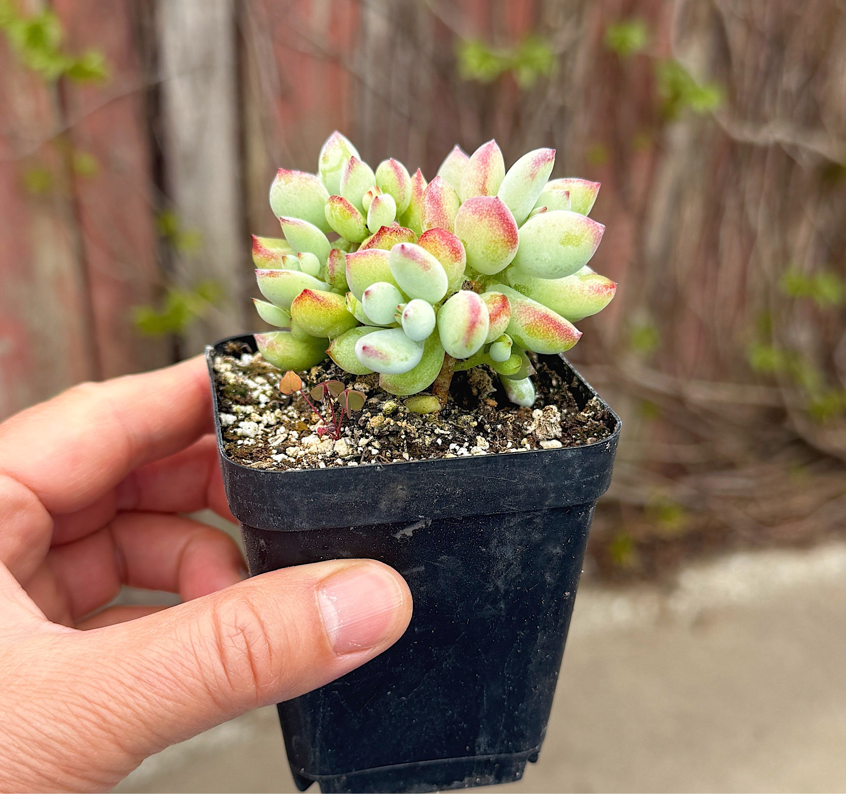 Cliff Cotyledon
