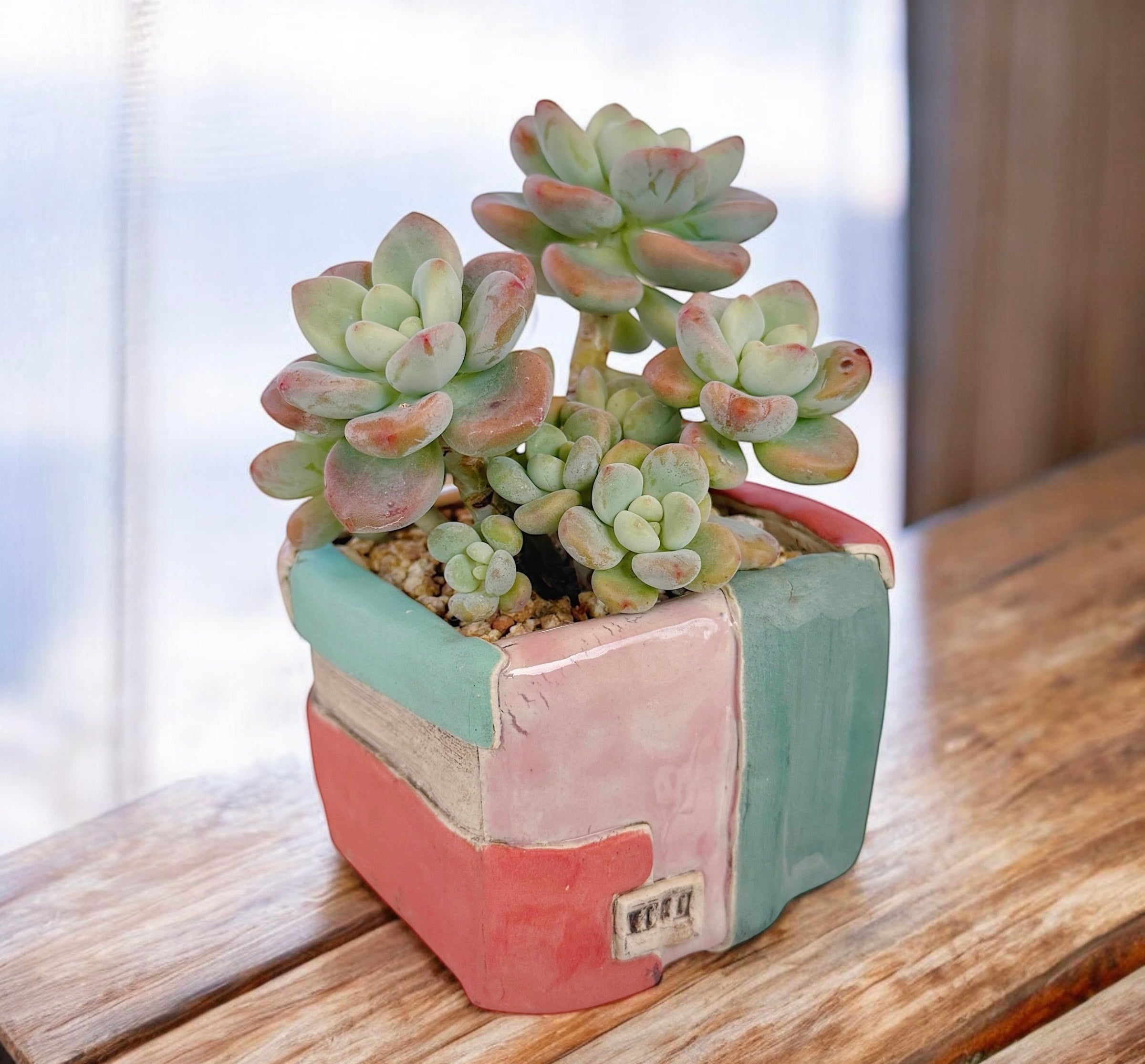 Graptosedum 'miul'
