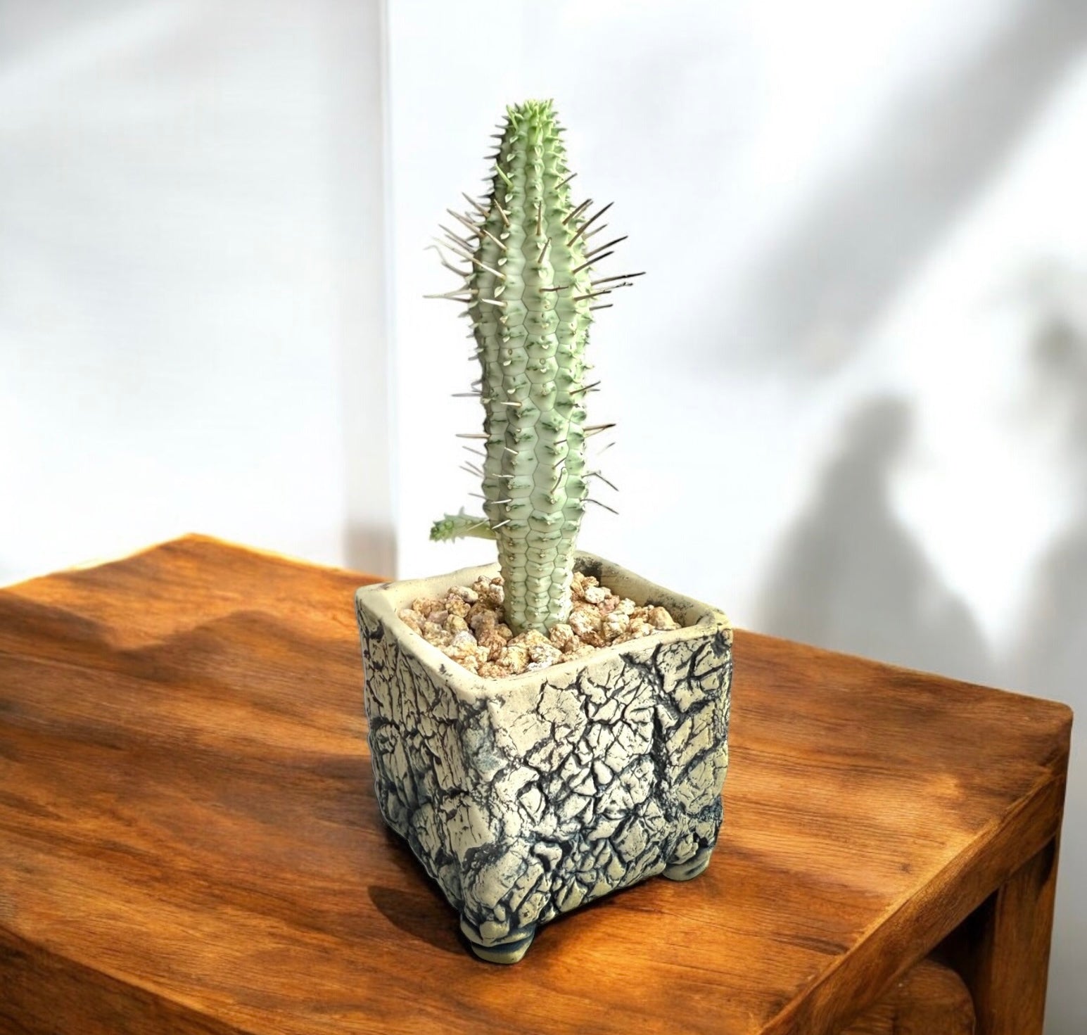 Euphorbia Mammillaris Variegata