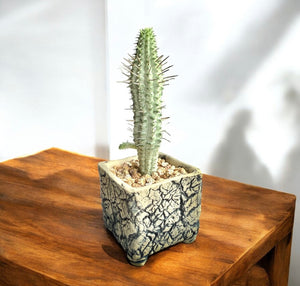 Euphorbia Mammillaris Variegata