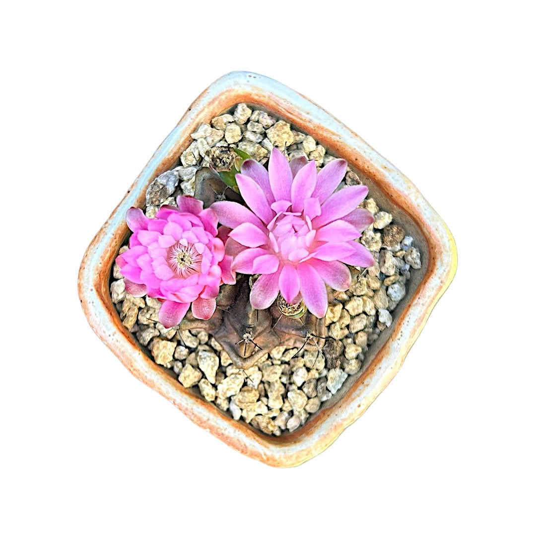 Gymnocalycium mihanovichii (variegated)