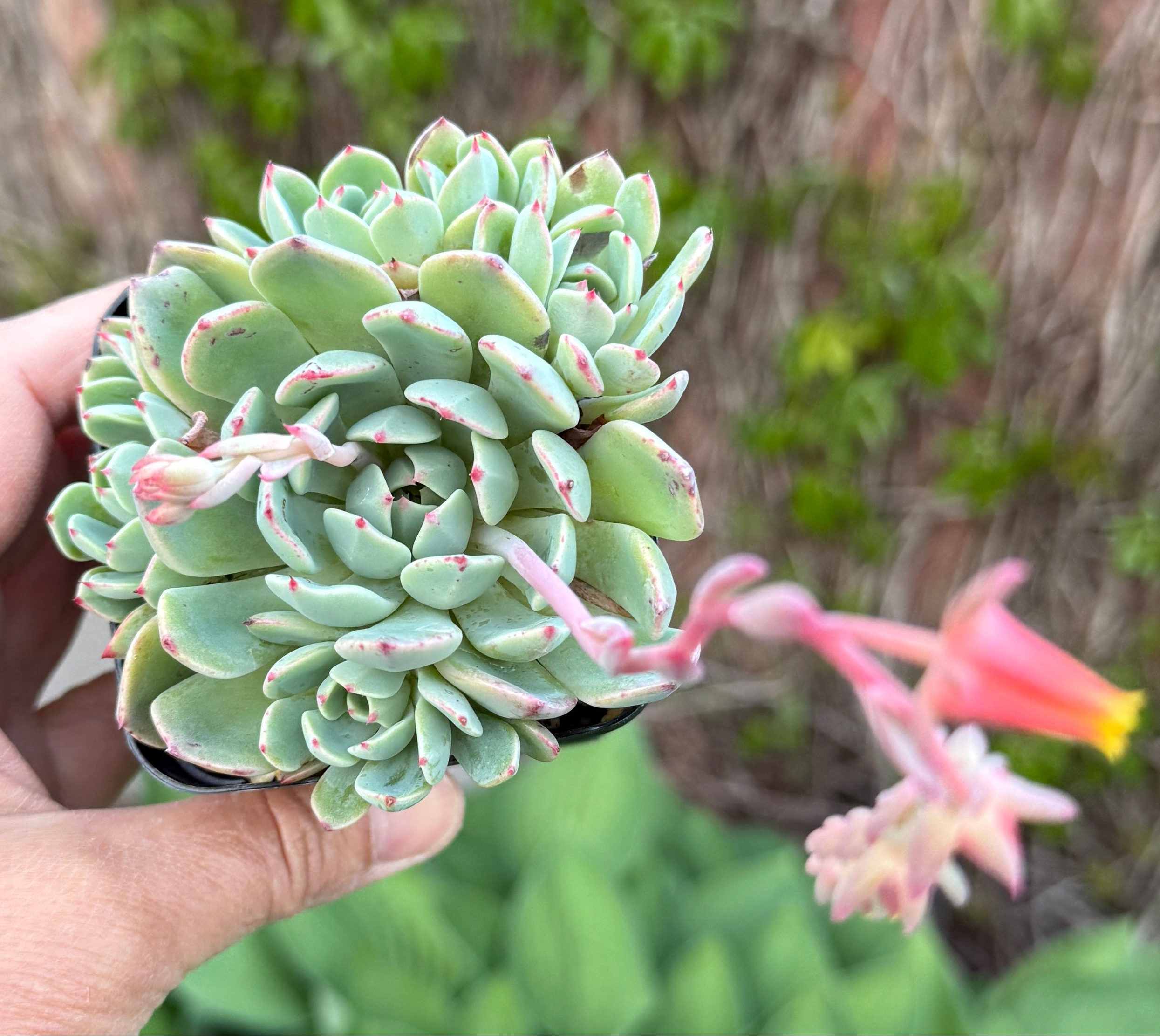 Blue Echeveria