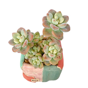 Graptosedum 'miul'