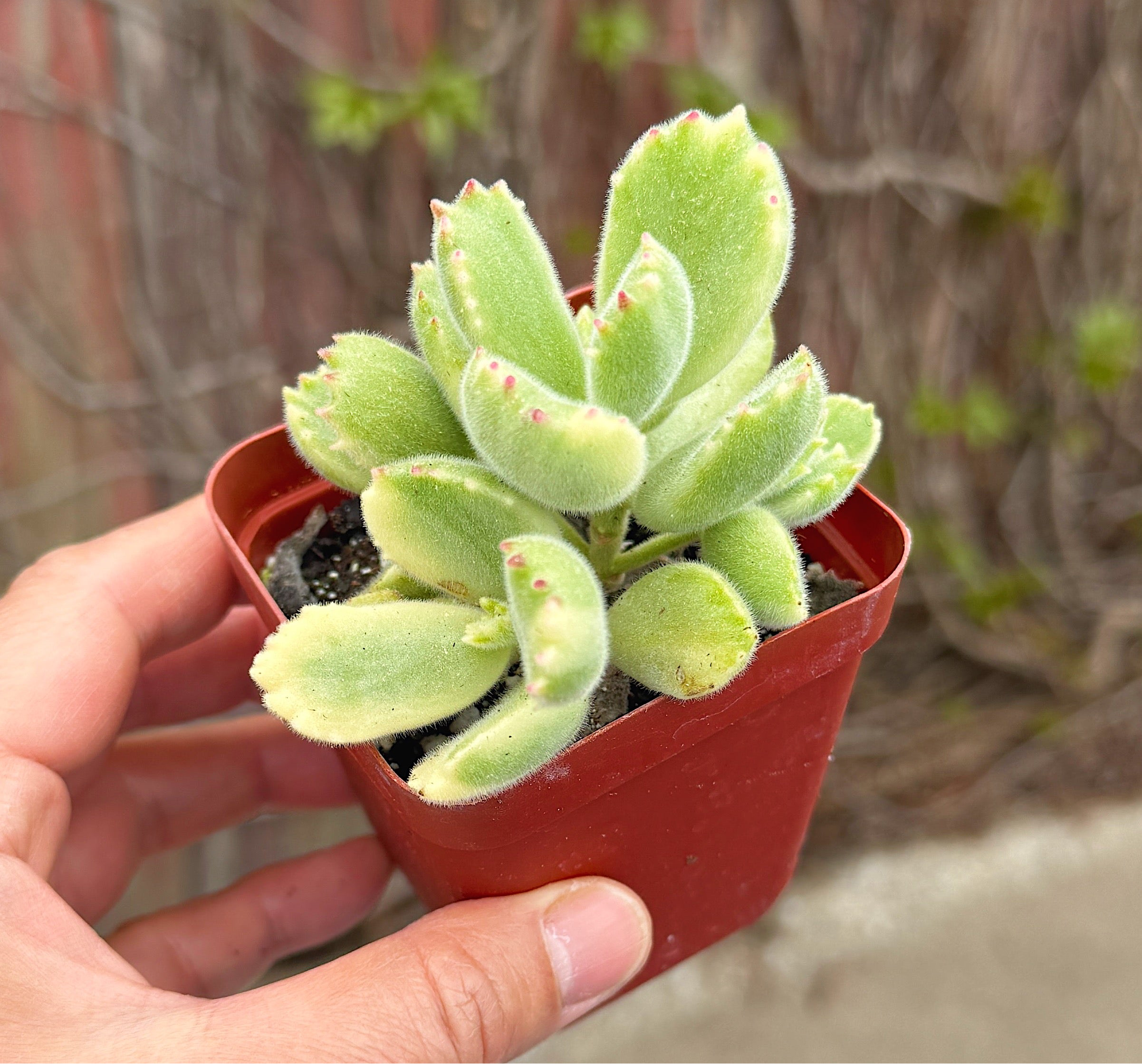 Bear’s Paws (variegated)