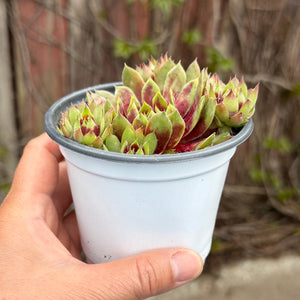 Sempervivum ‘Saturn’