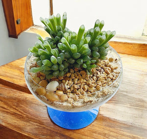 Haworthia Cooperi var. Truncata