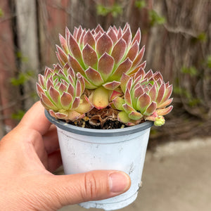 Sempervivum ‘Wendy’