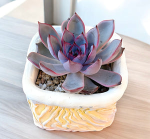 Echeveria Black Rose