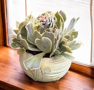 Echeveria Shaviana