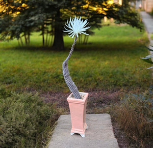 Echinopsis Mirabilis