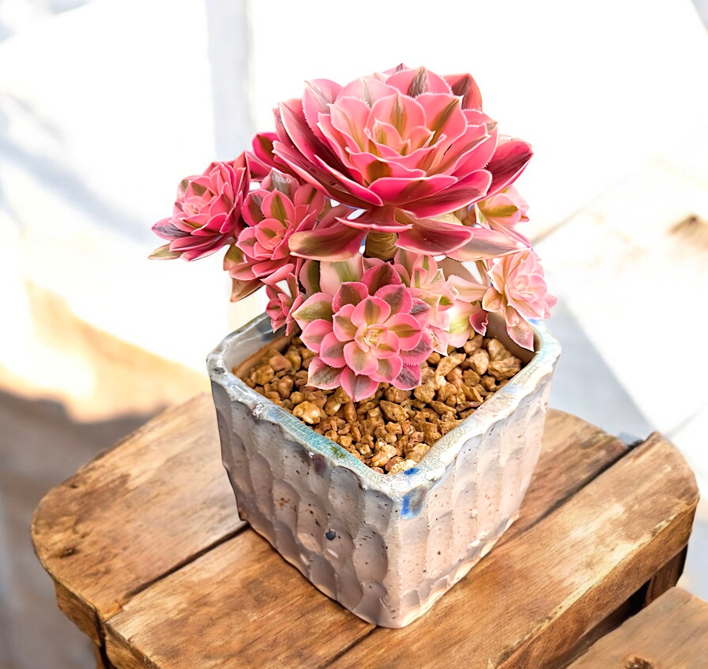 pink witch succulent Aeonium Pink Witch(variegated) – Limestone Succulents