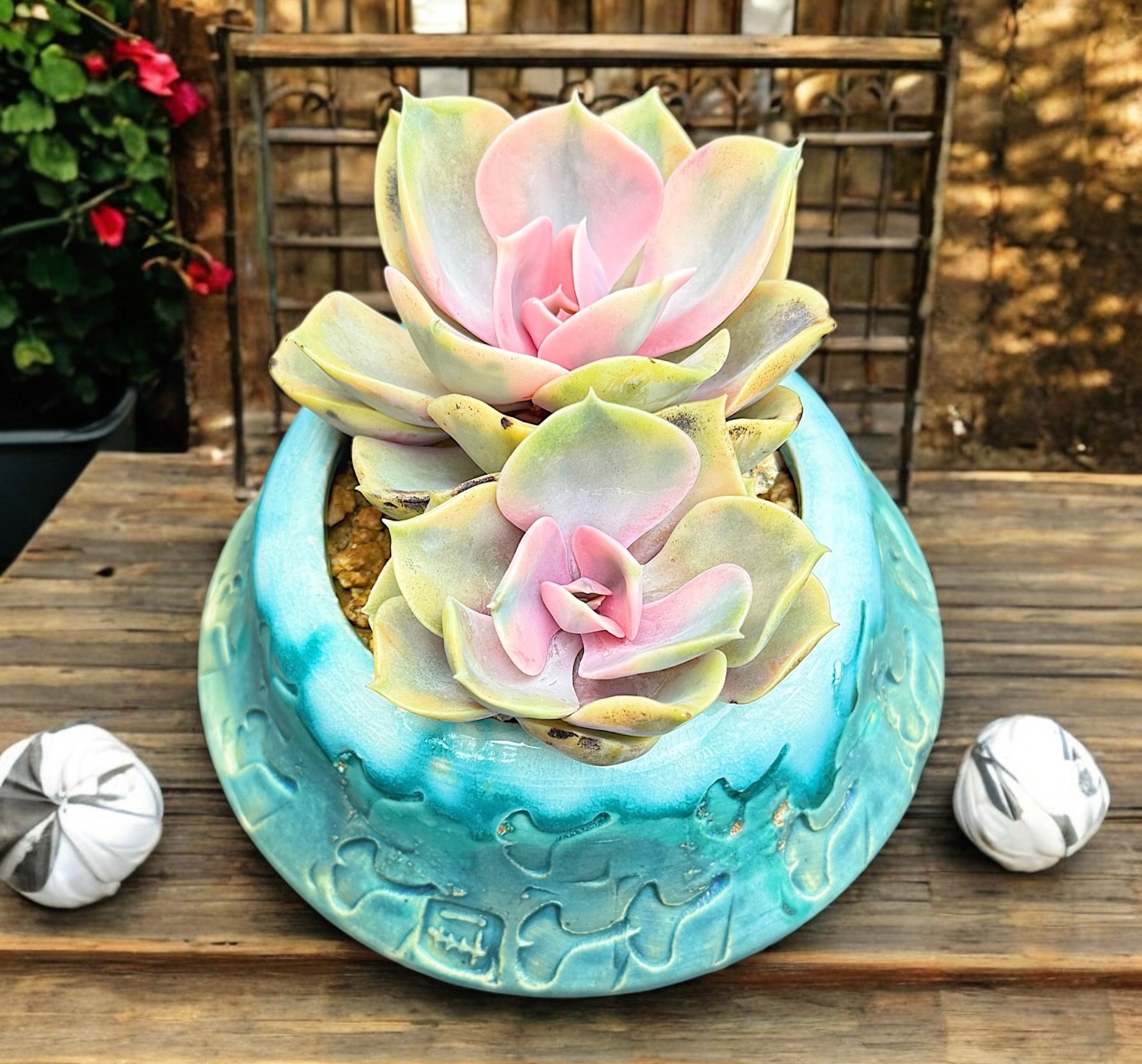 Echeveria Rainbow