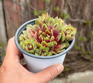 Sempervivum ‘Saturn’