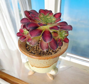 Aeonium Mardi Gras (variegated)