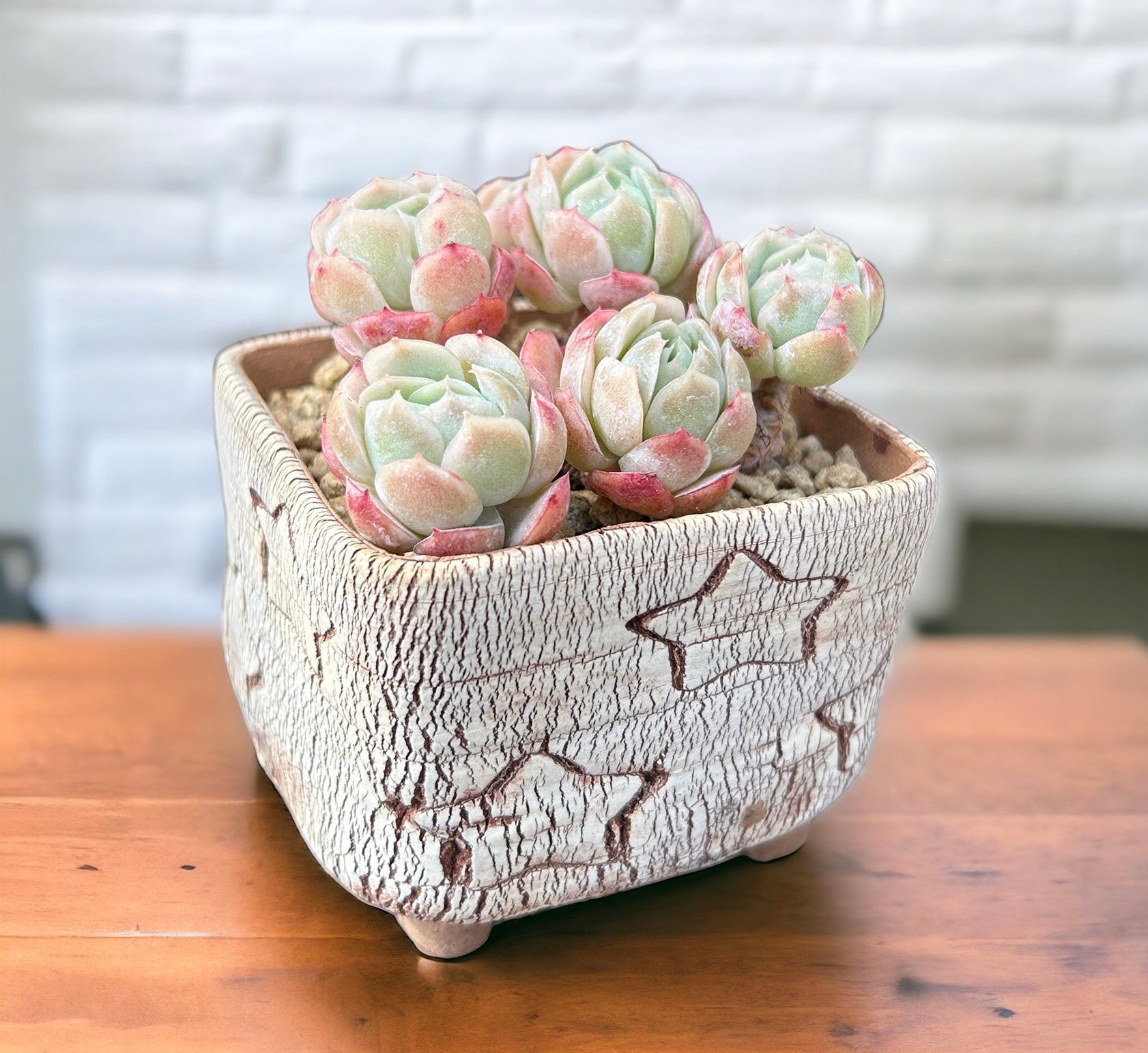 Echeveria Berry Clustering