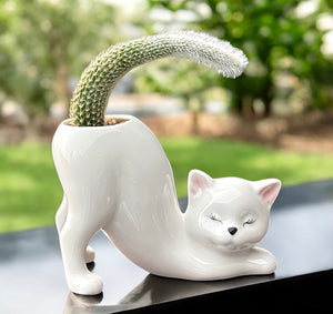 Monkey’s tail cactus (cat pot)*