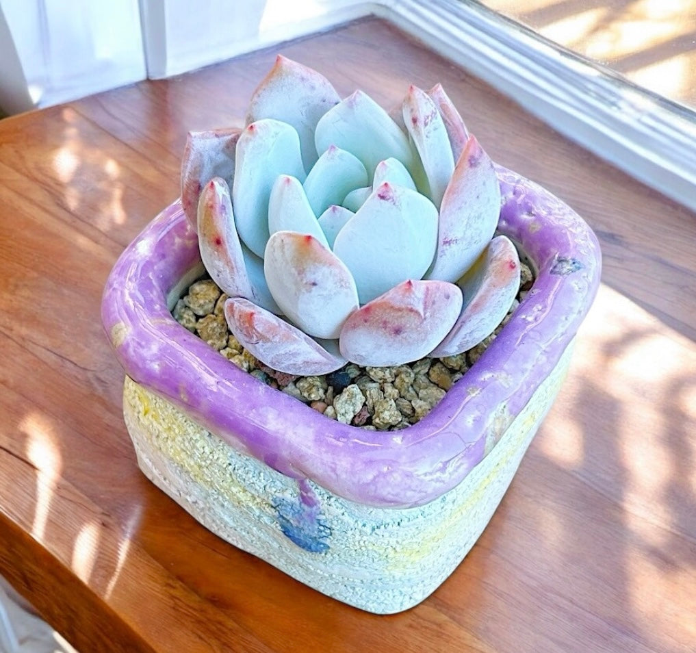 Echeveria Snow Peach