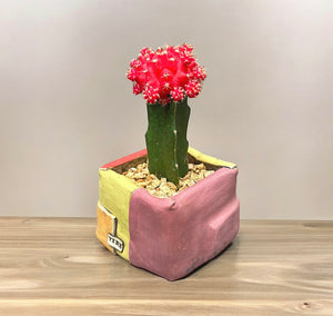 Moon Cactus (red)