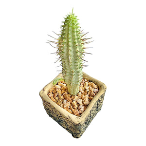 Euphorbia Mammillaris Variegata