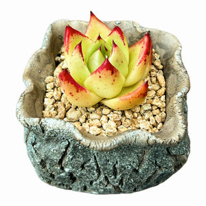 Echeveria 'Lipstick'