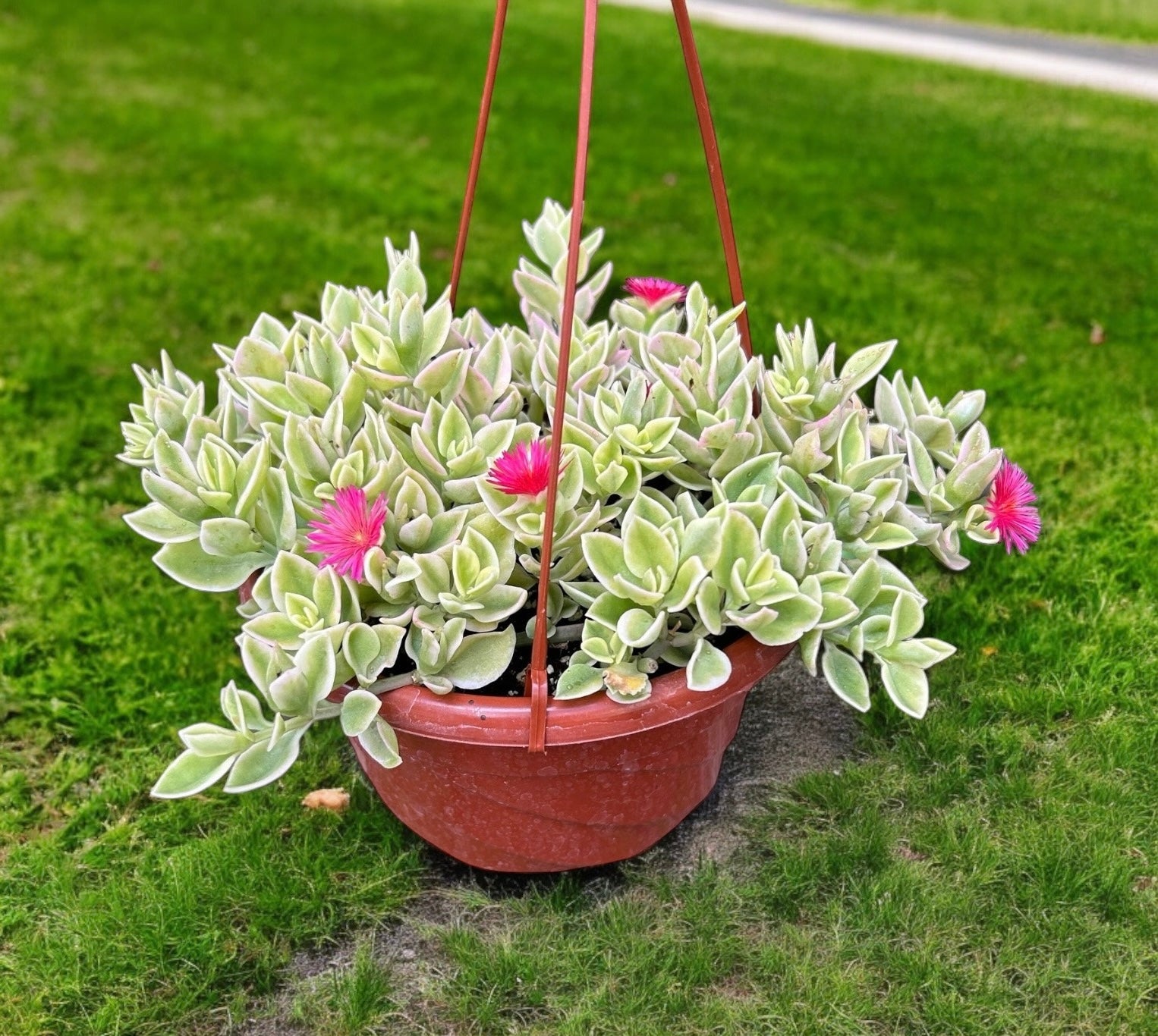 sun rose succulent Baby Sun Rose – Limestone Succulents