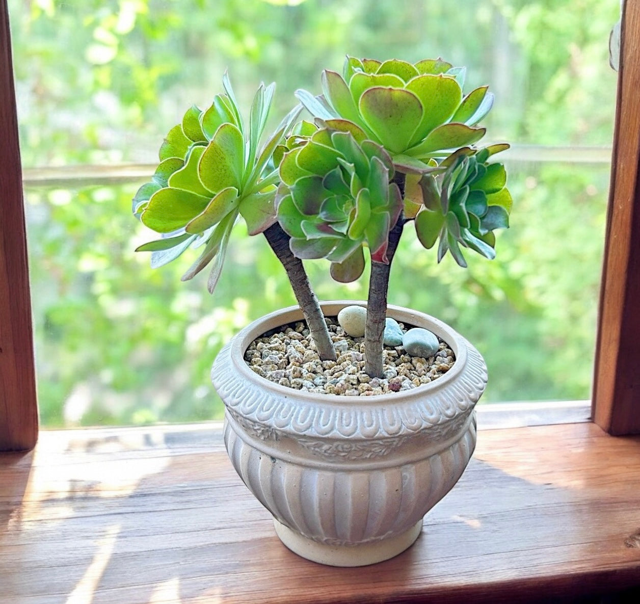 Tree Aeonium