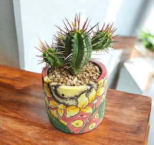 Milk Barrel Cactus