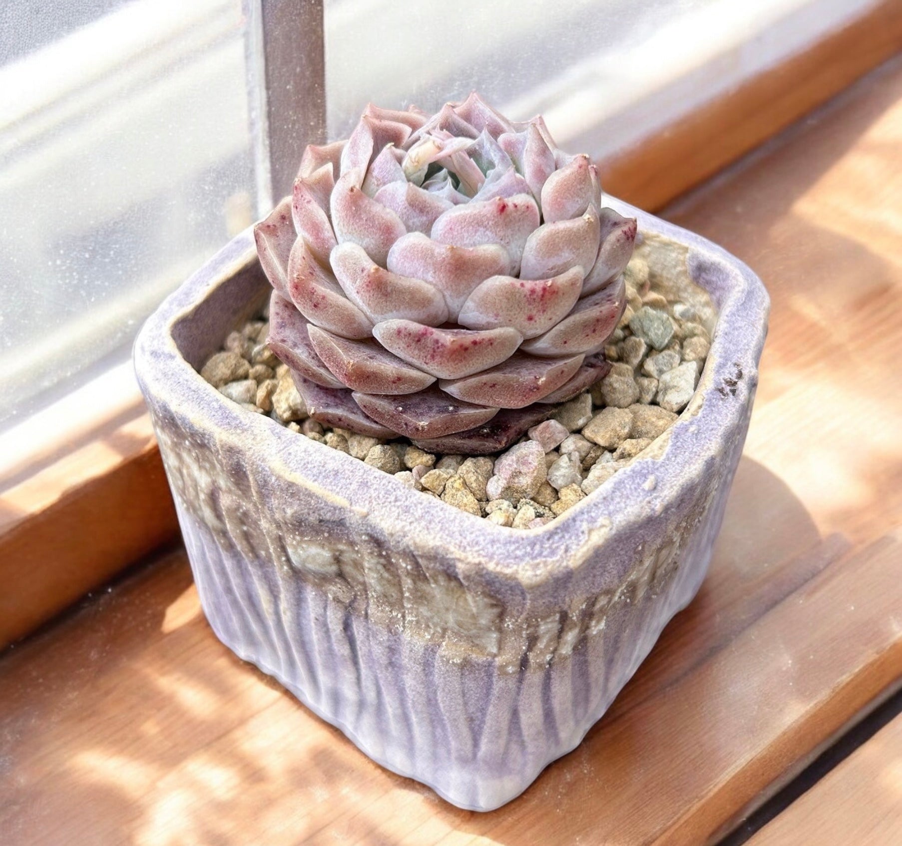 Echeveria Helena