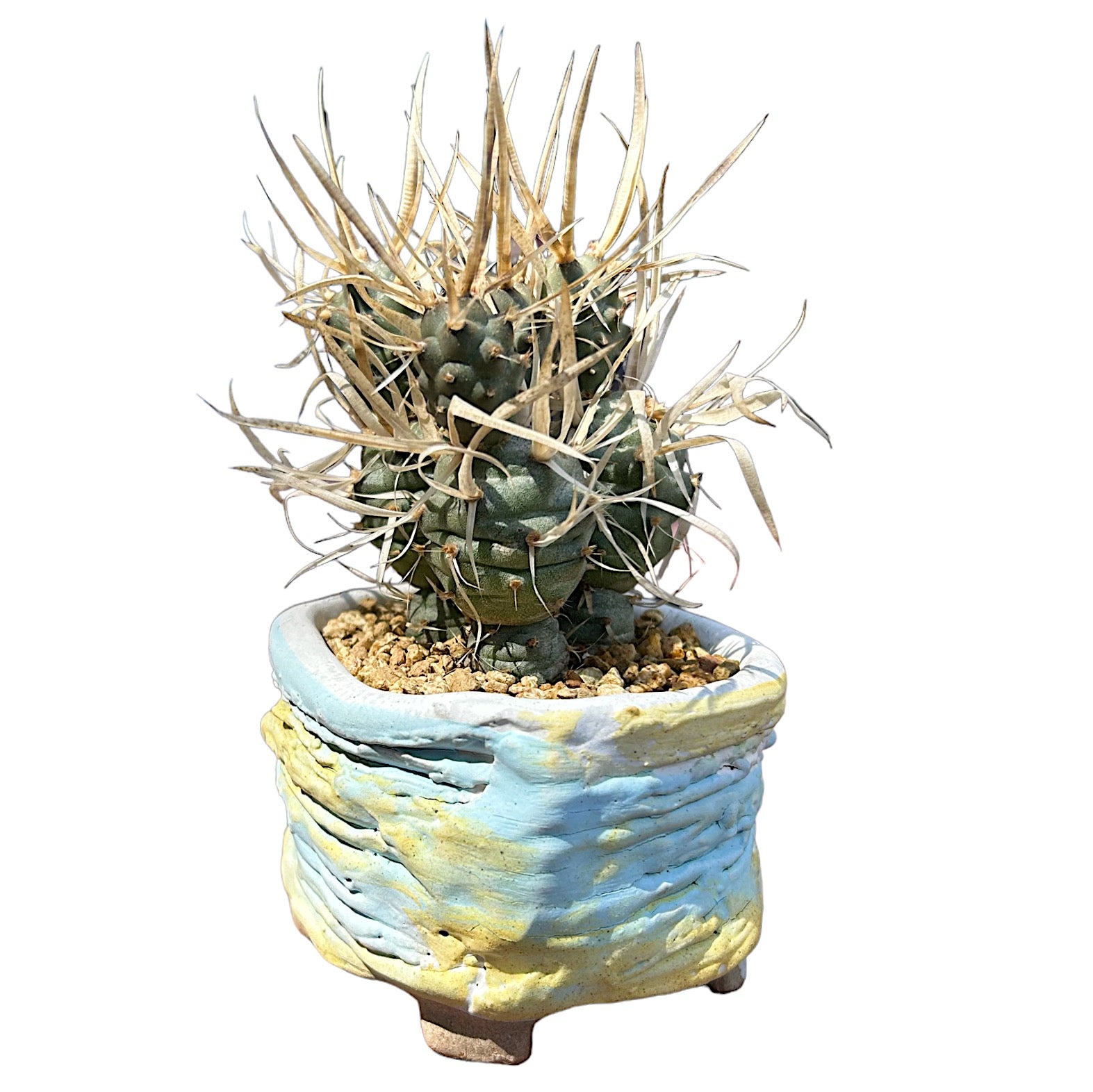 Paper Spine Cactus