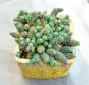 Corsican Stonecrop