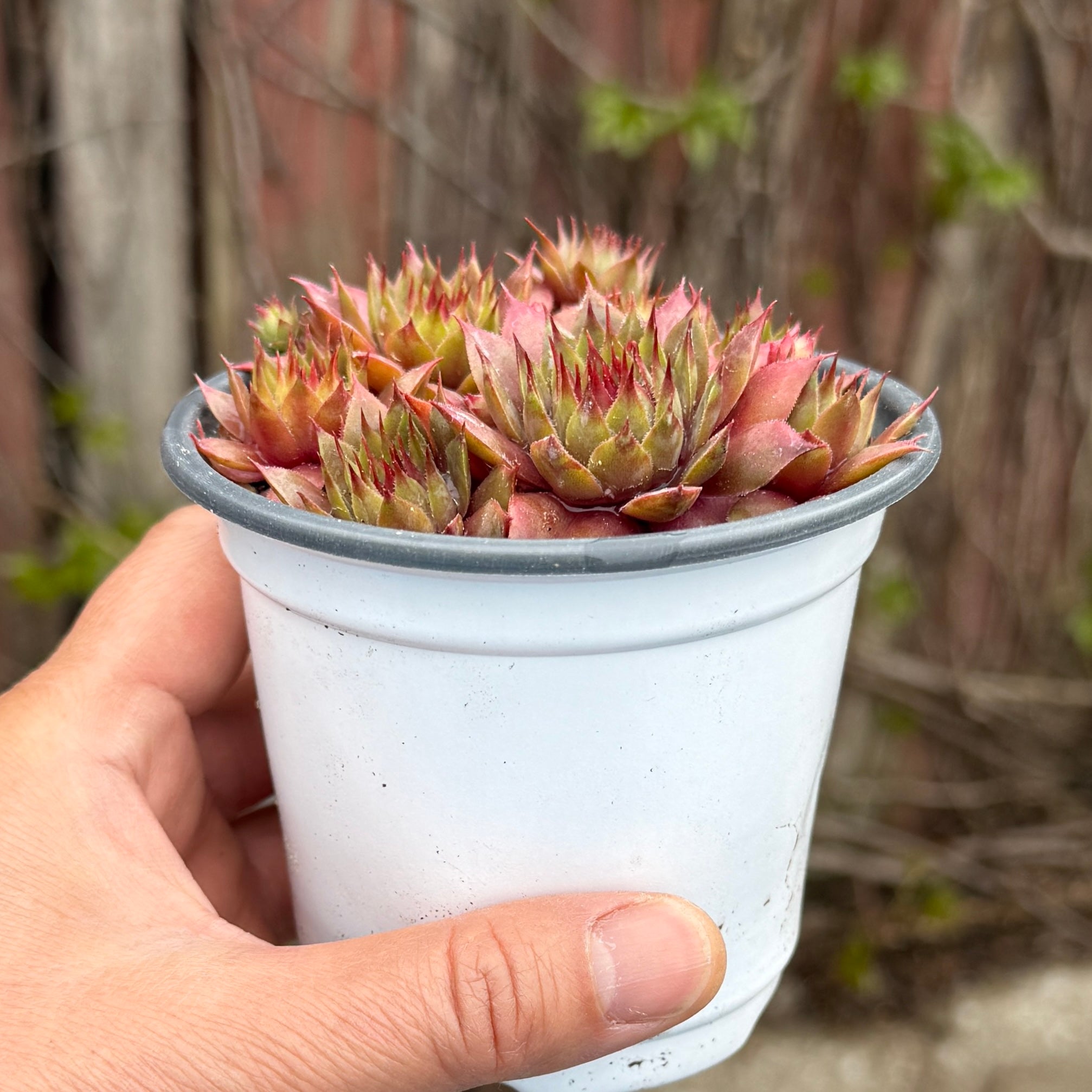 Sempervivum ‘Mark Weller’